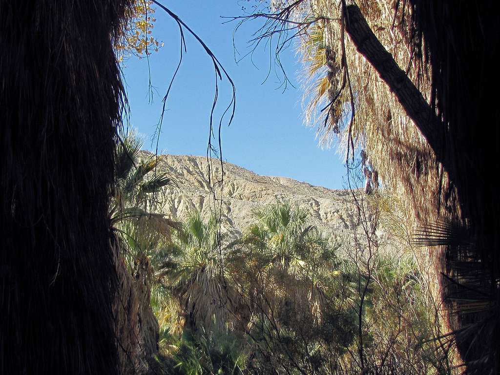 Coachella Valley Preserve, December 2015