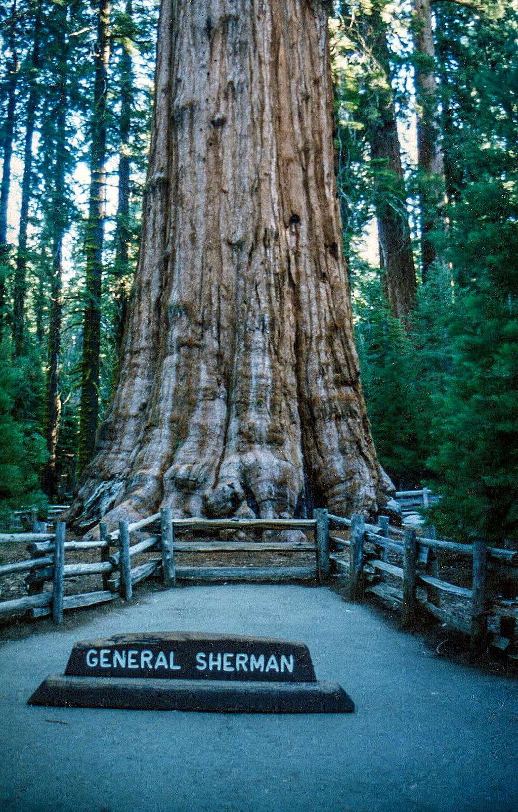 Biggest tree in the world
