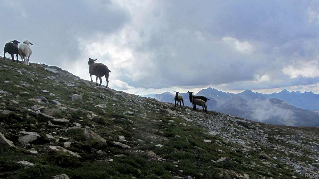 Sheep near the summit of Arundakopf