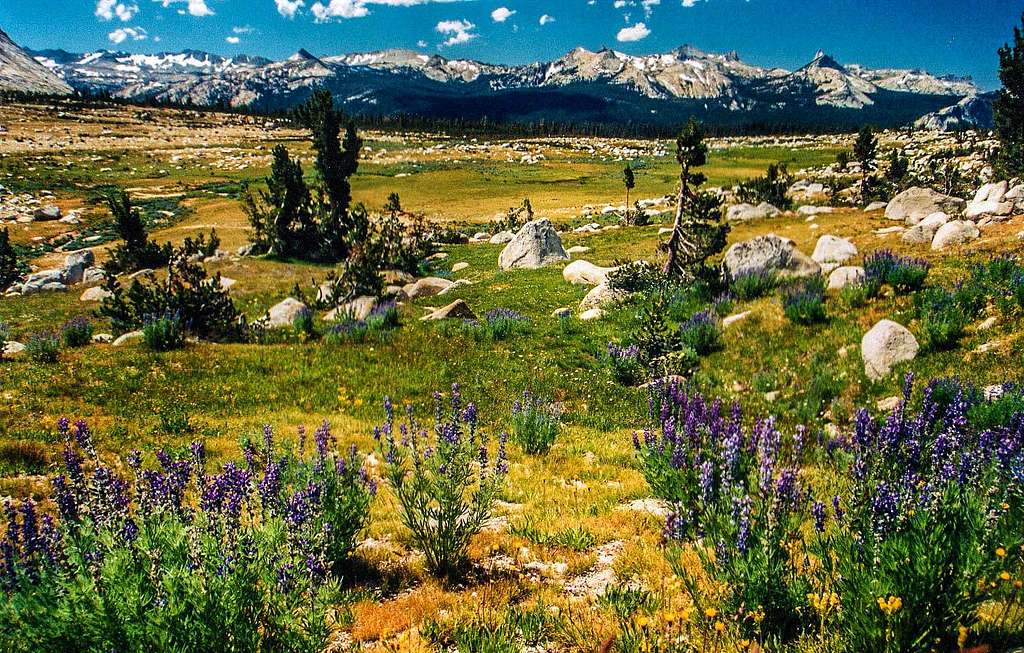 Tuolumne Meadows with Cathedral Range
