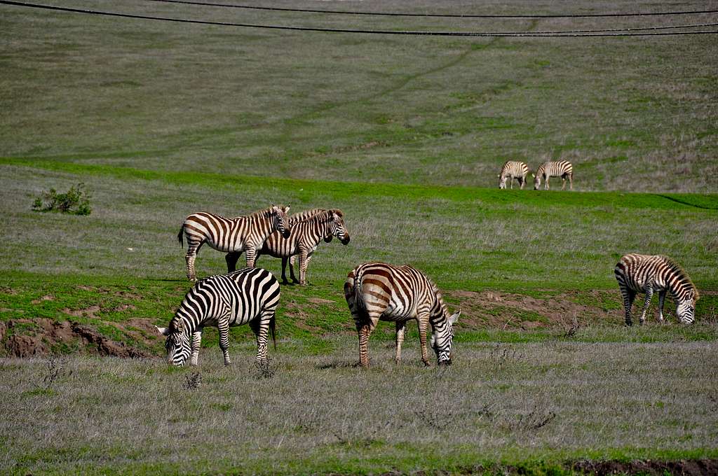 Zebras of California