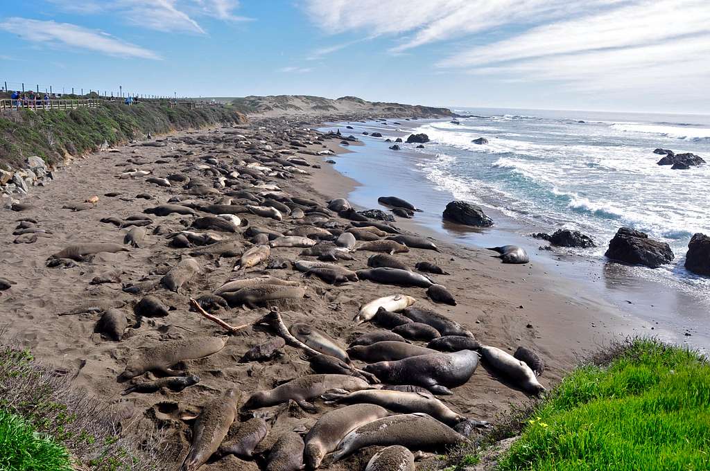Elephant Seals' birthing season