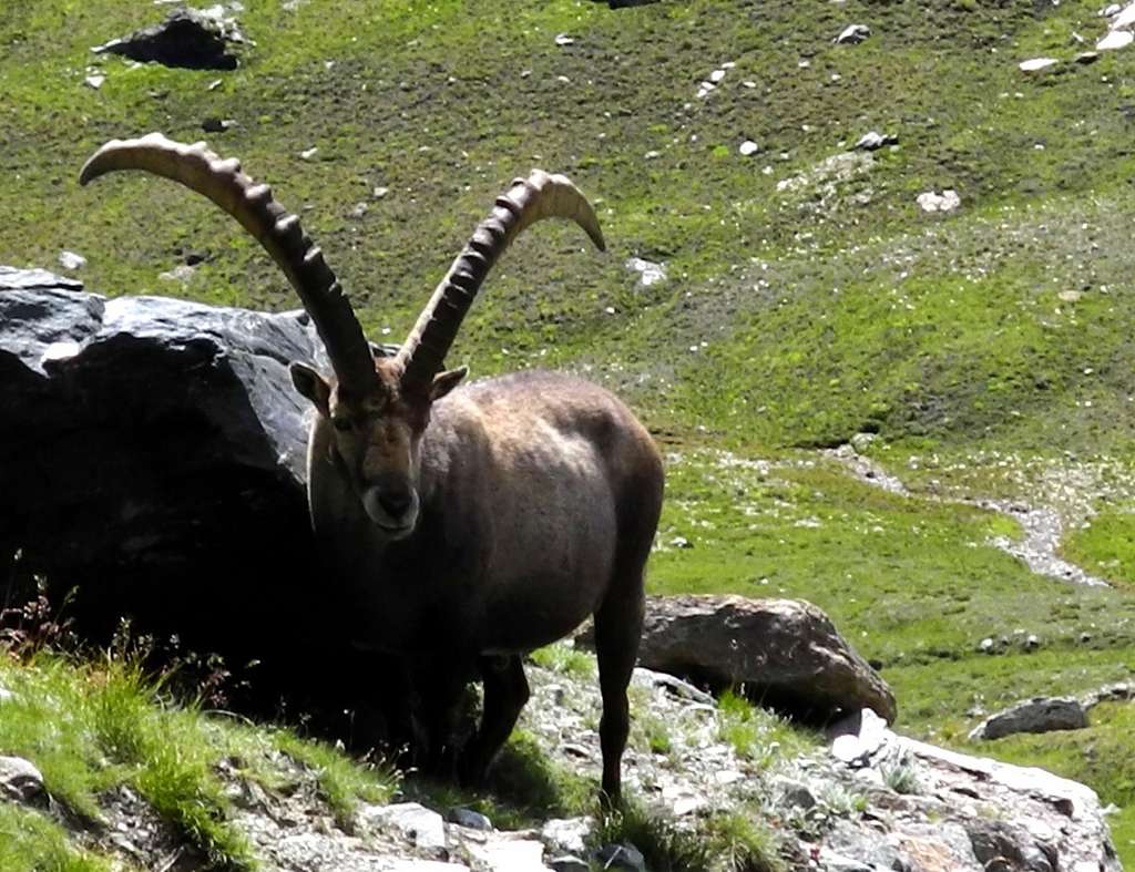 Male of Ibex (Gran Paradiso National Park)