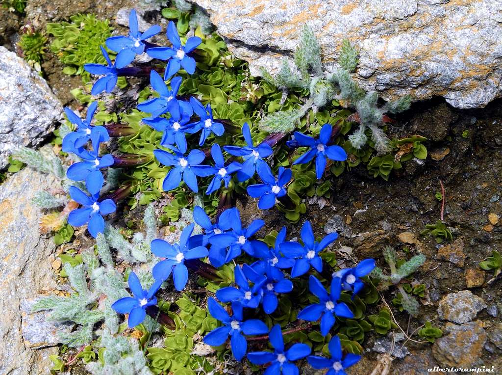 Flora of PNGP (Gran Paradiso National Park): Gentiana Verna