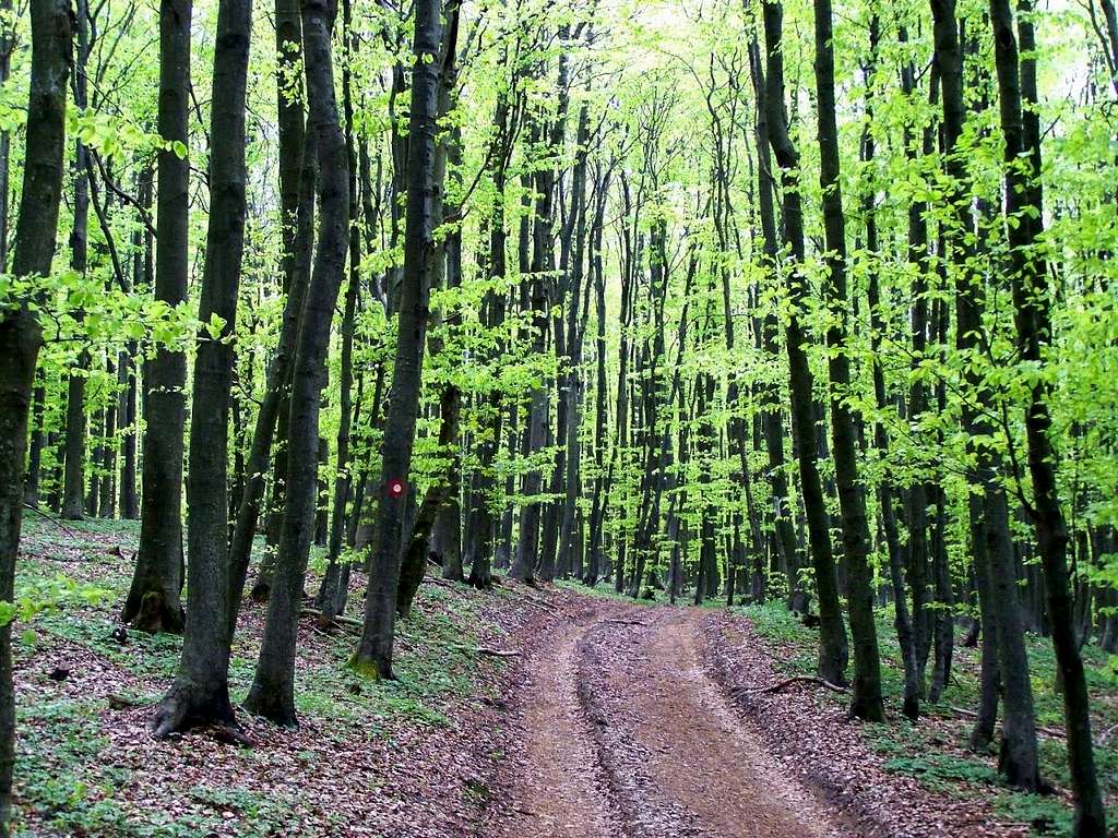 Forest on Češljakovački vis