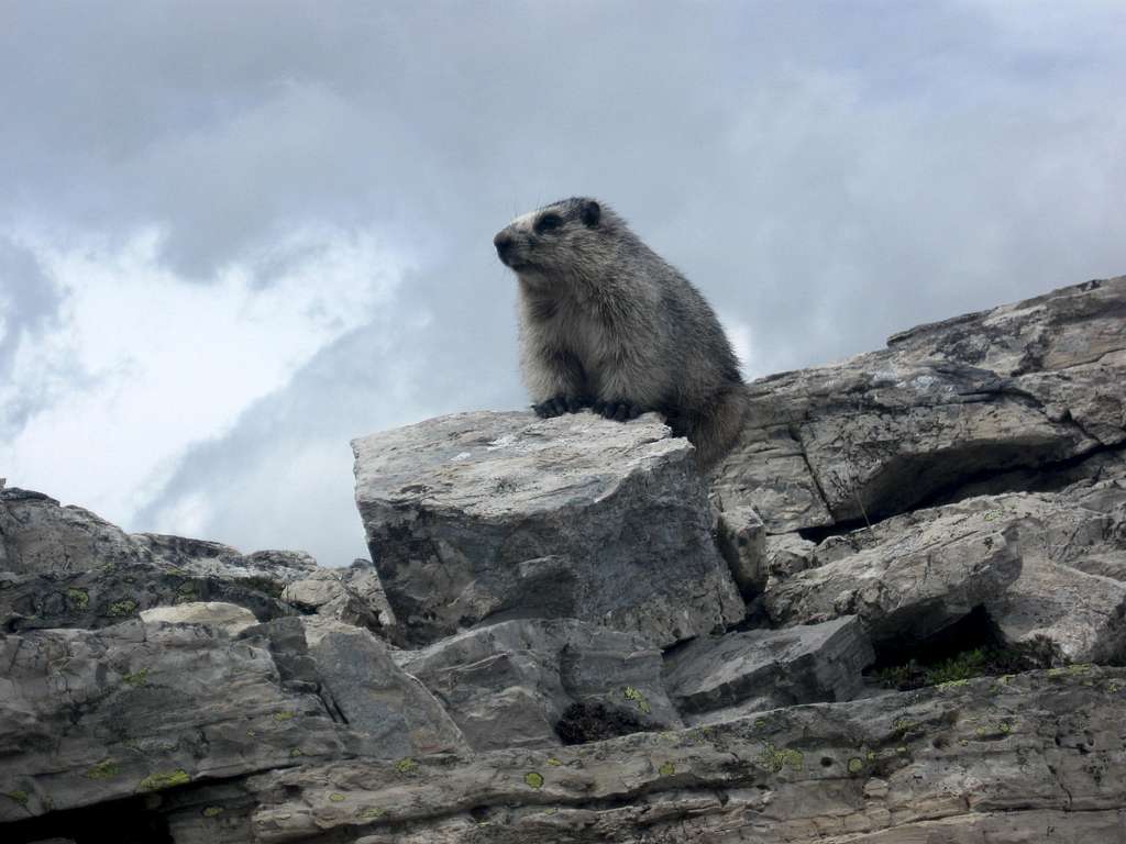 Marmot At Triple Divide Pass