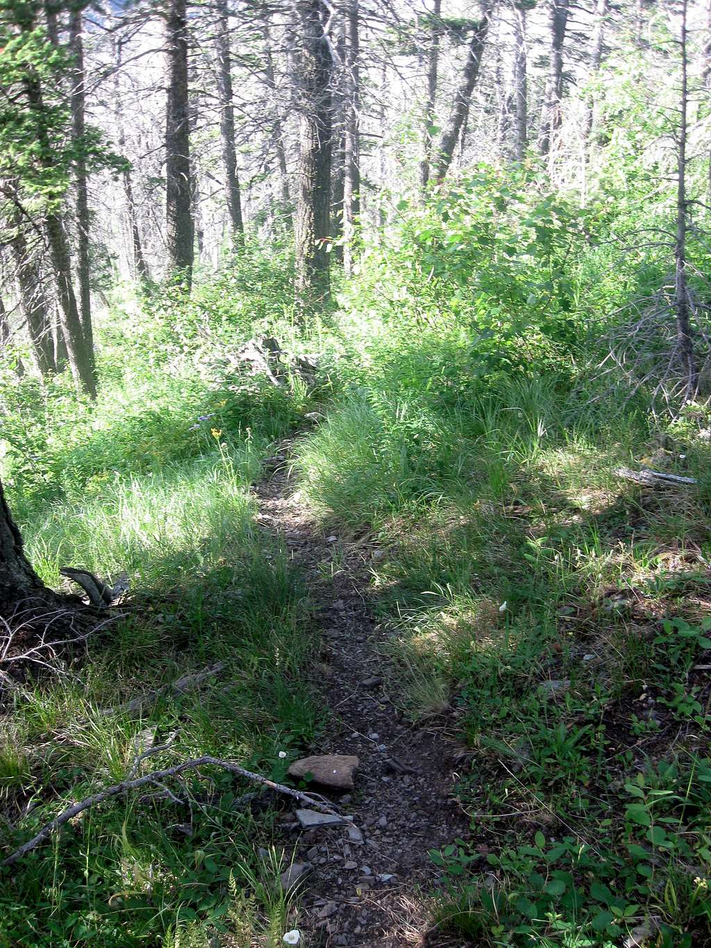 More Elk Trail