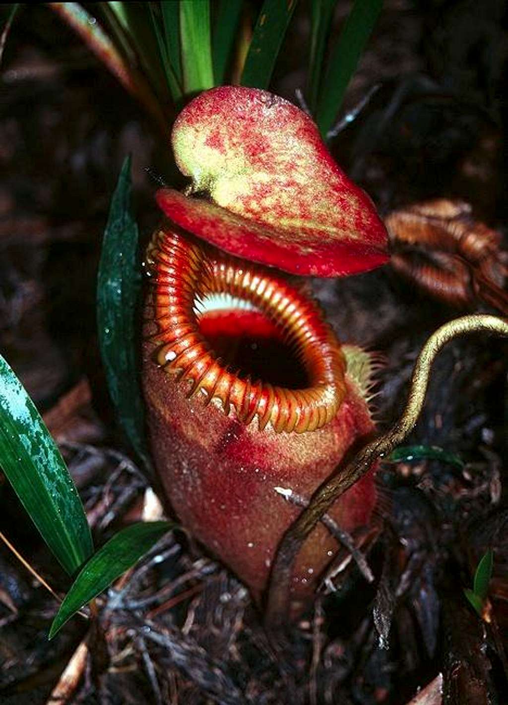 A carniverous pitcher plant,...
