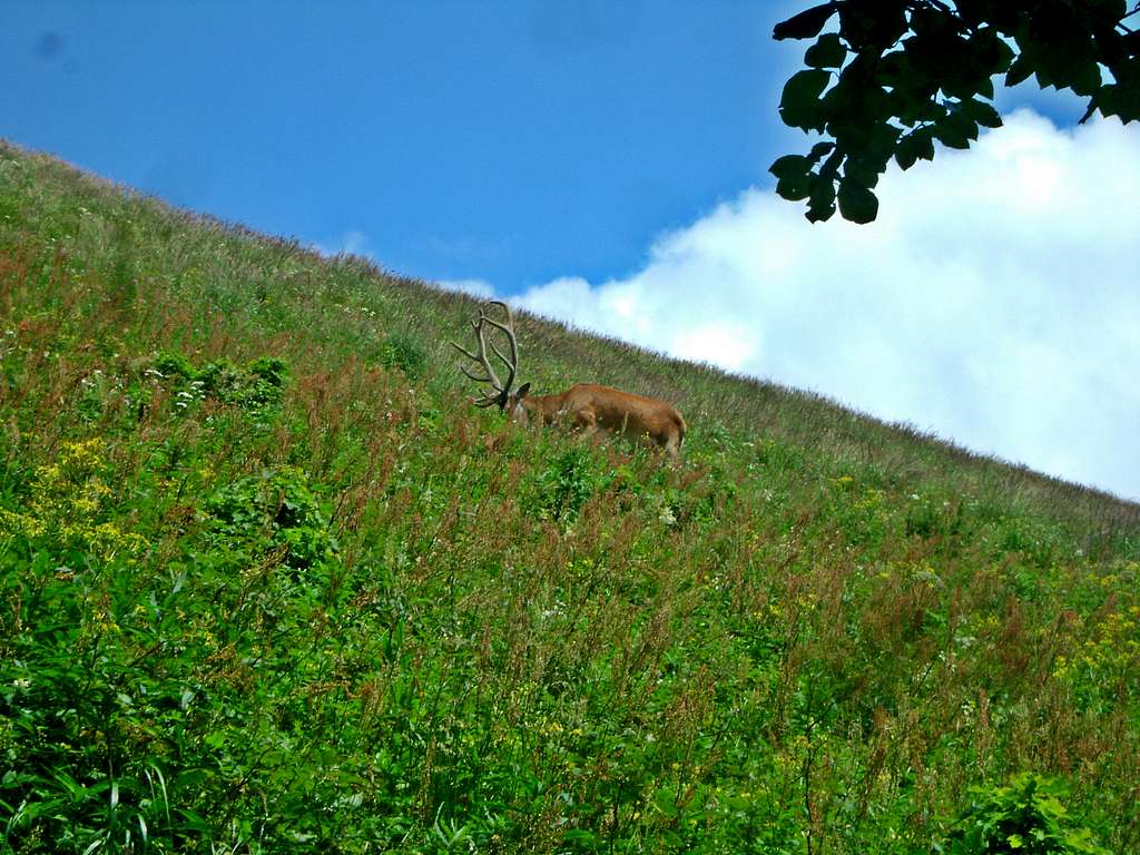 Filip-  tame deer,  Wetlińska Polonyna- Western Bieszczady, Summer 2013