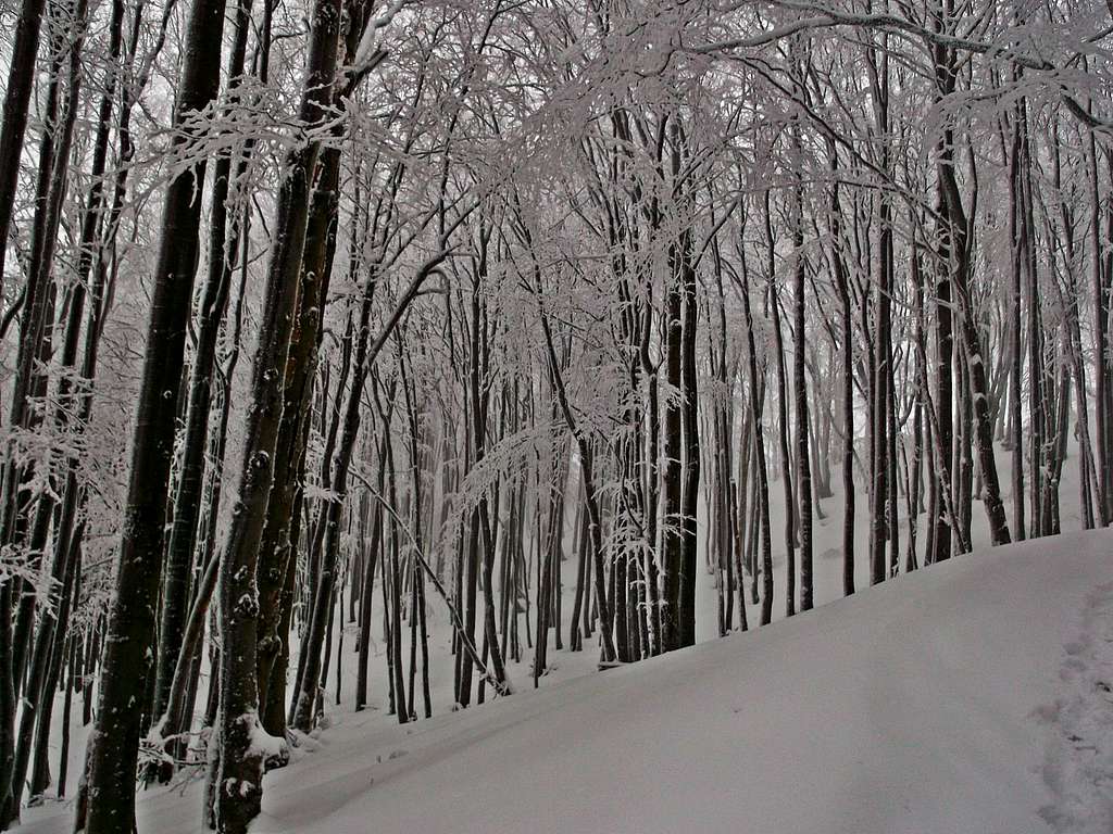 Winter Woods at Bieszczady are a place when silence is so quiet that you swear you can hear her voice..