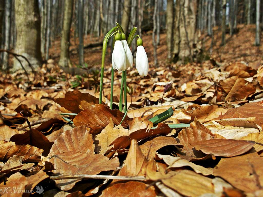 Lonely snowdrops..