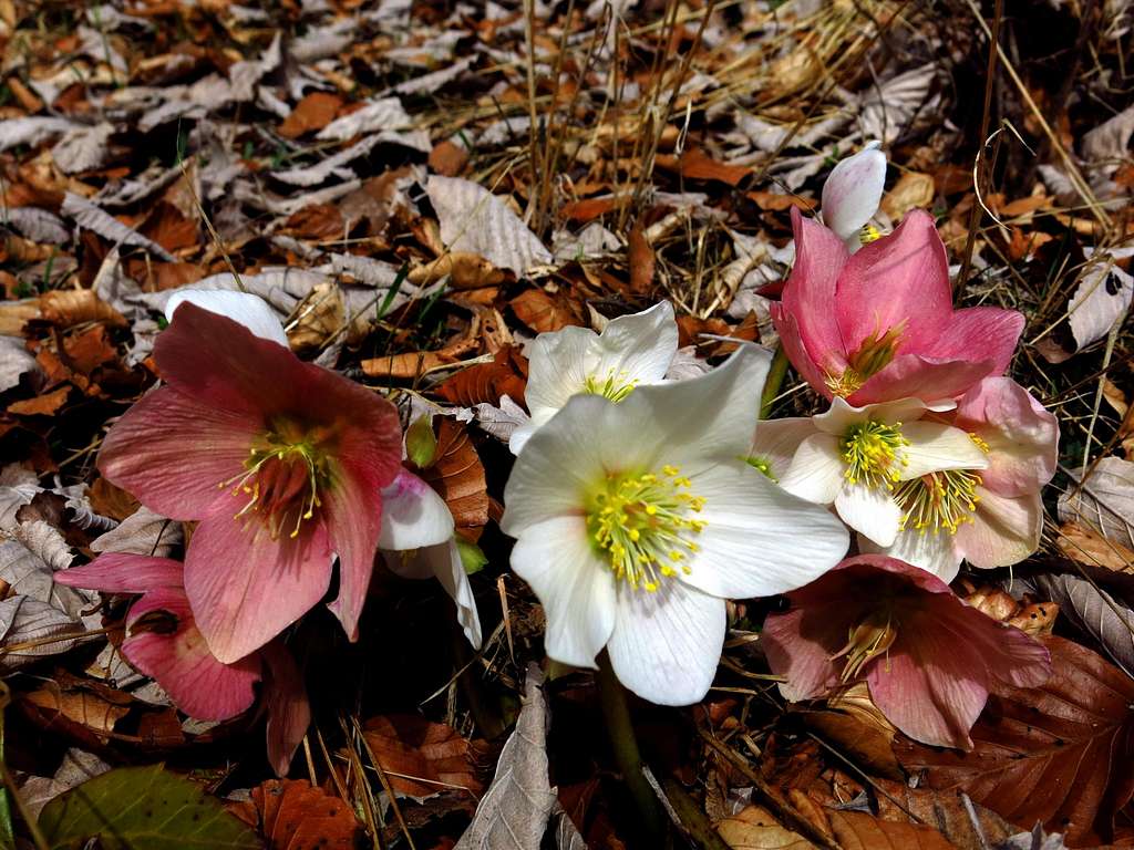 Superb blooming of Helleborus Niger along the route