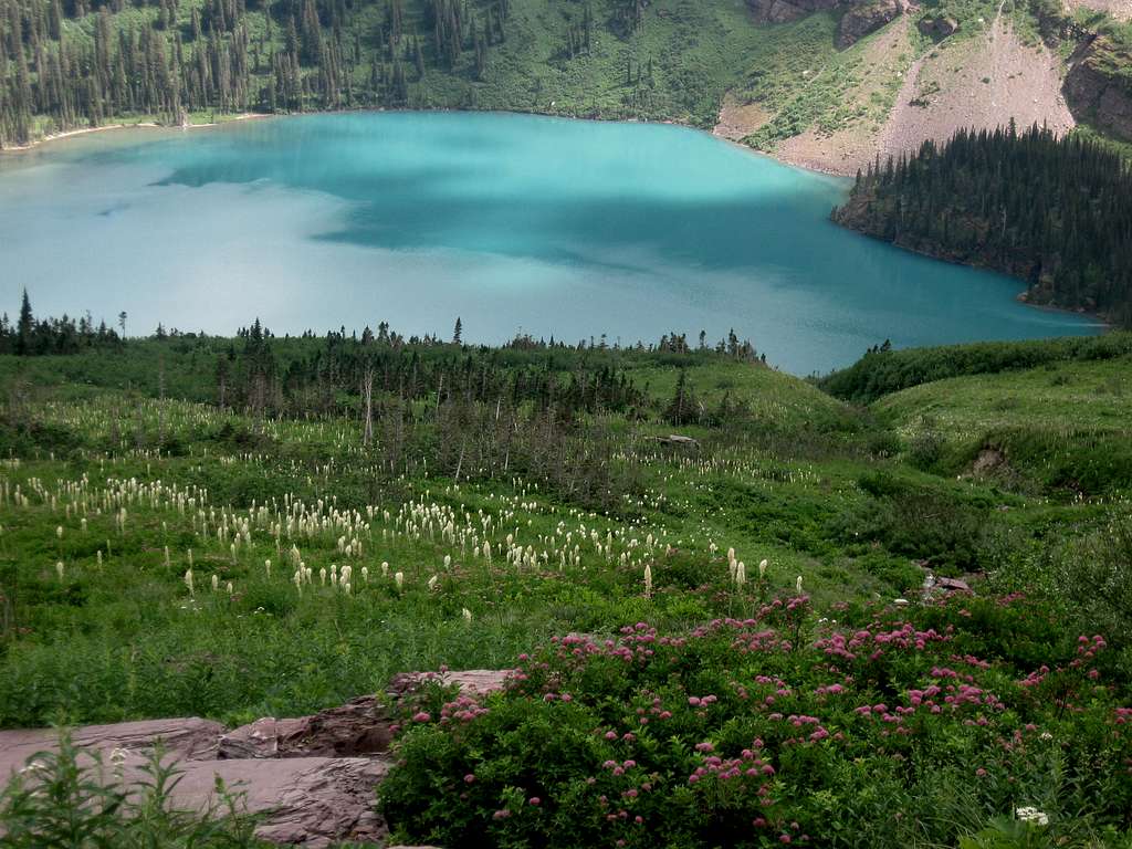Flowers, Beargrass & Grinnell Lake