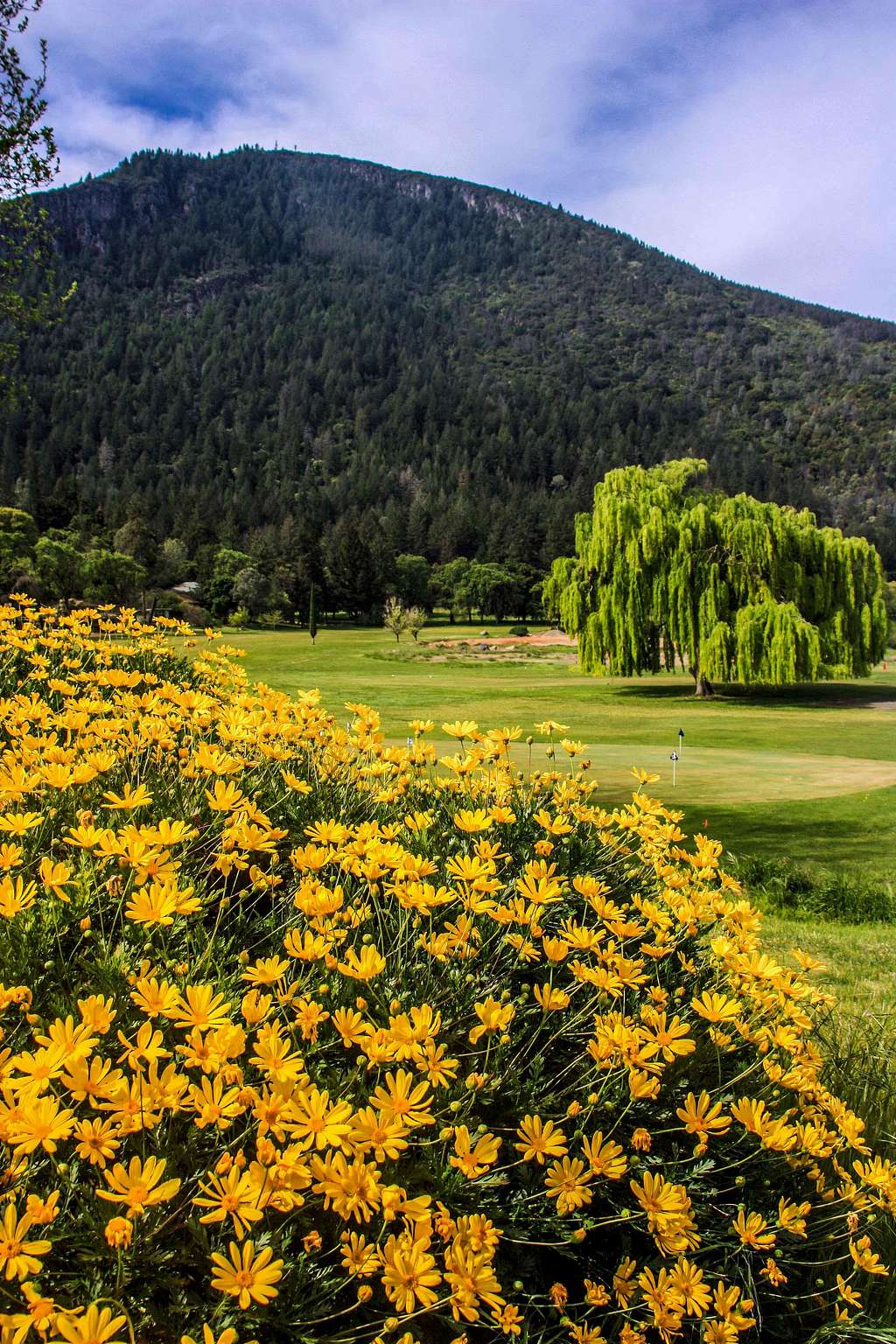 Mt. Konocti from Buckingham Golf Course