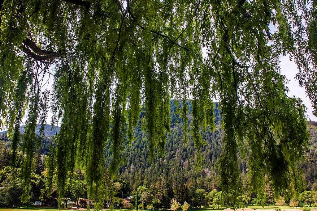 Mt. Konocti from under a willow tree.