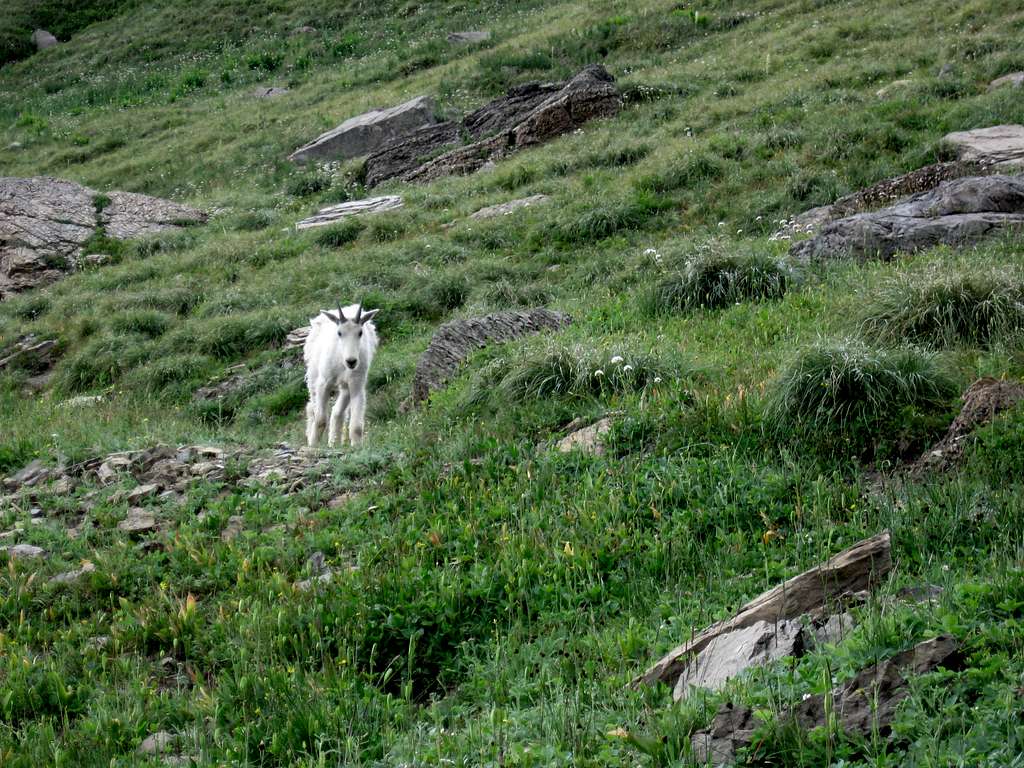 Mountain Goat Along the Highline Trail