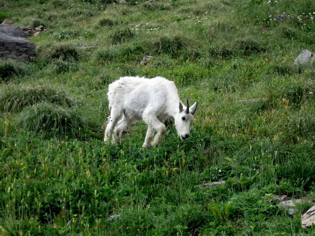 Mountain Goat