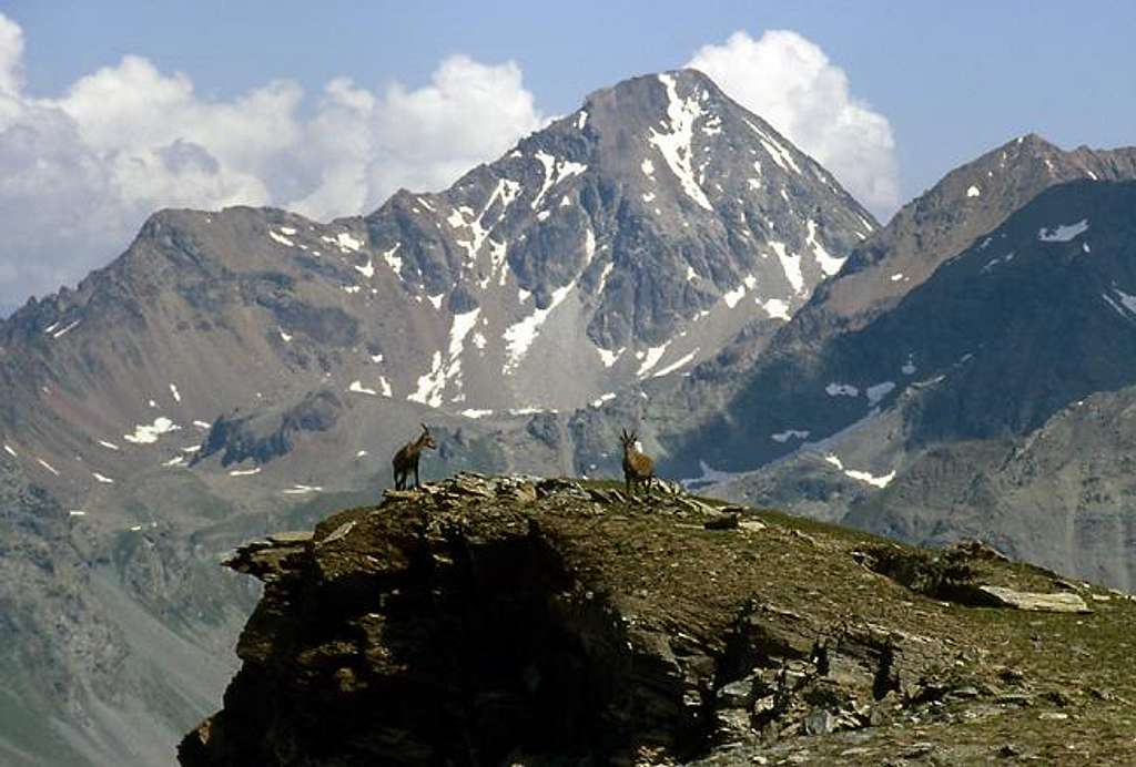 A pair of steinbocks (Capra ibex) <br>near the summit of Monte Erban <i>3004m</i>