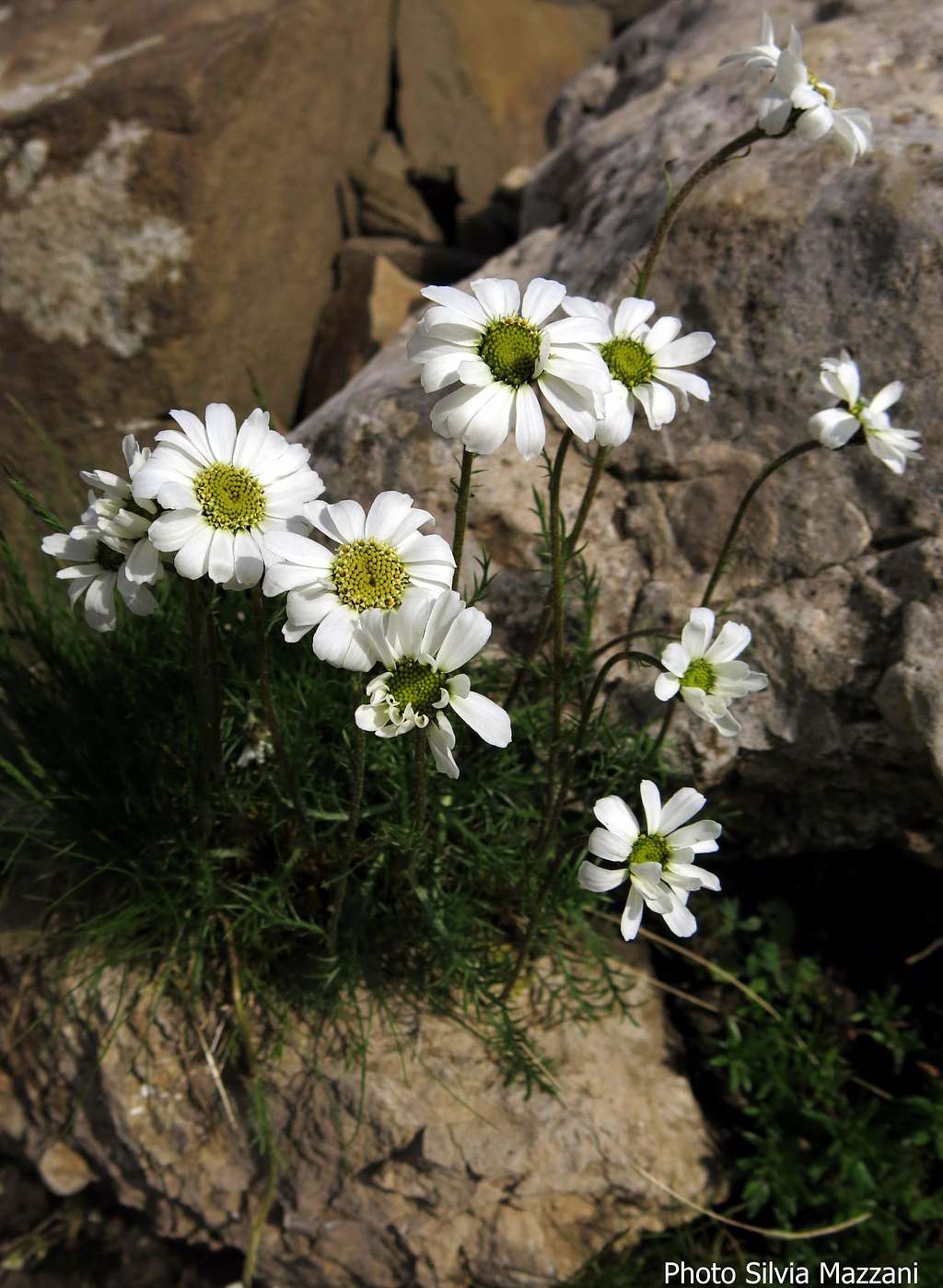 Leucanthemopsis alpina (Lastoni di Formin)