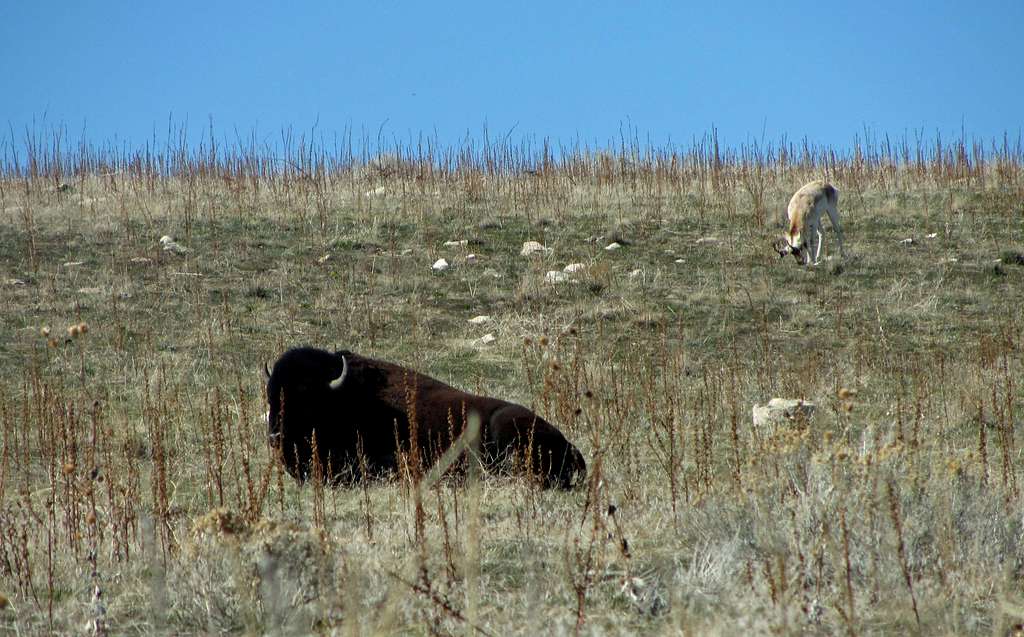 Bison & Antelope