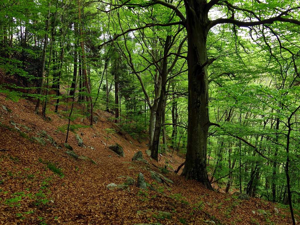 Val Vasotina thick beech forest