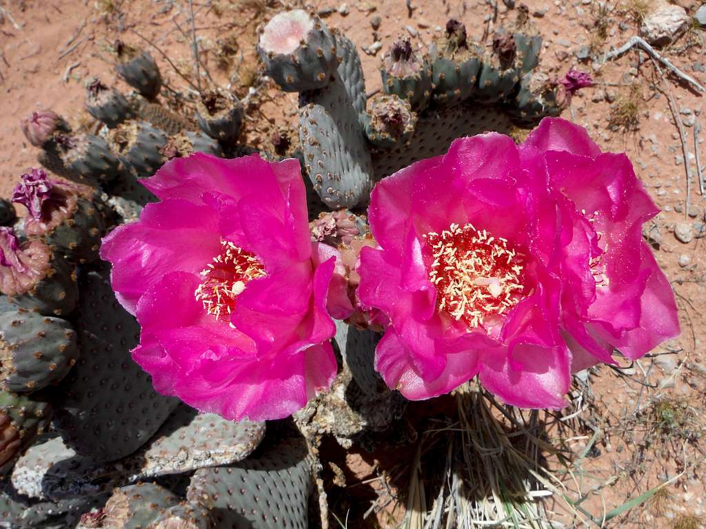 Cacti Bloom