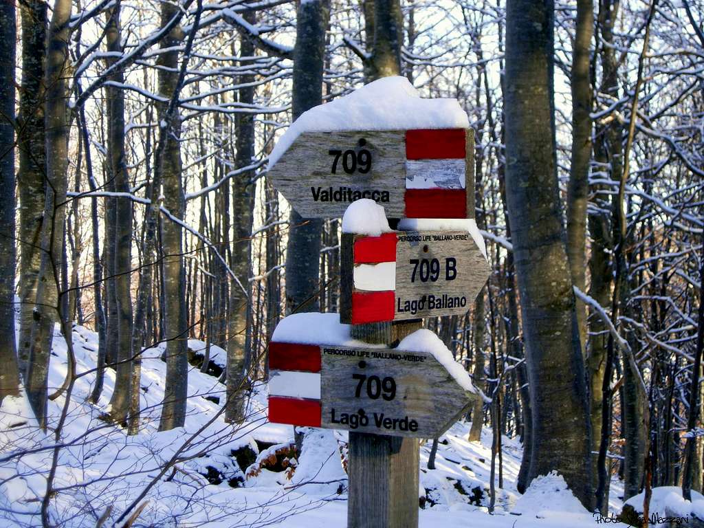 Wooden signpost inside the forest