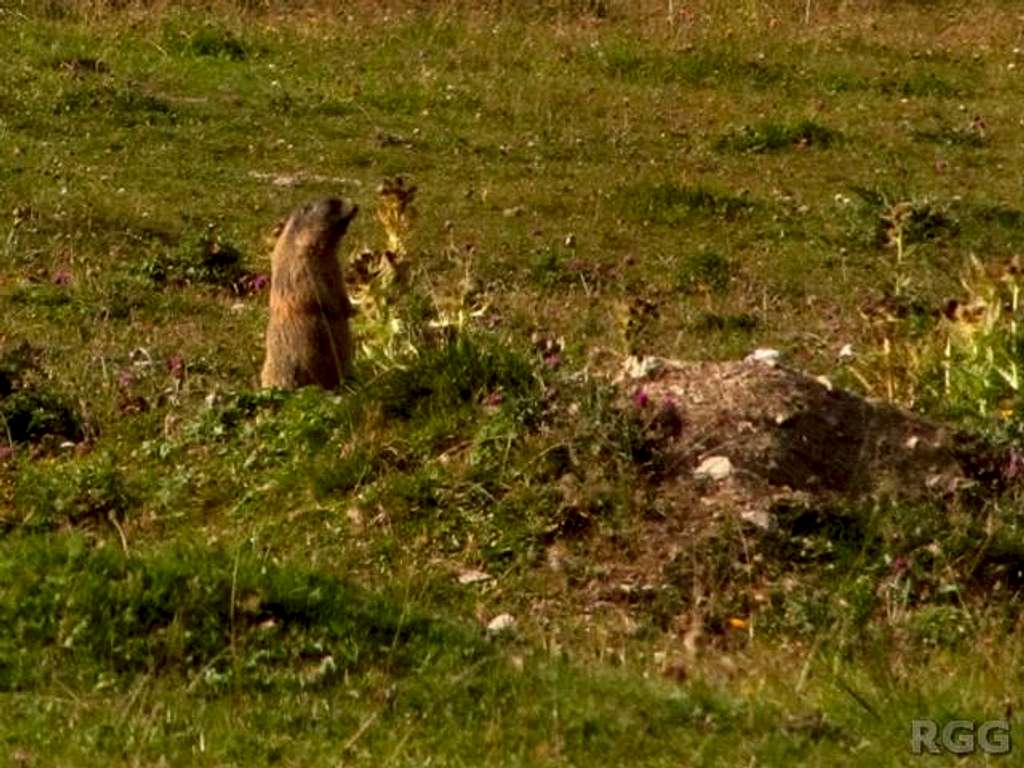 Alpine marmot in the upper Avigna valley
