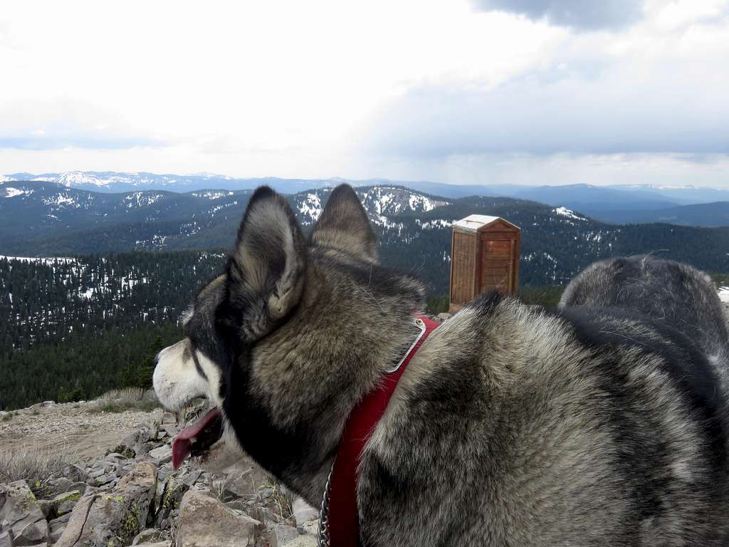 Espen dog atop Smith Peak