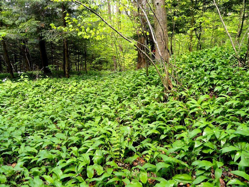 Mount Cergowa - Our hike – May 6, 2016