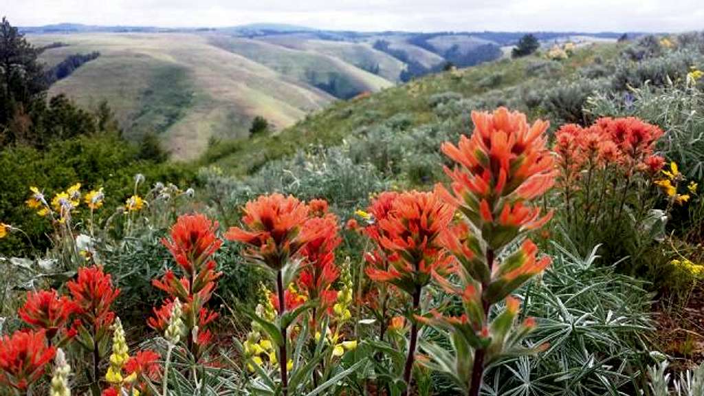 Indian Paintbrush in the Blue Mountains