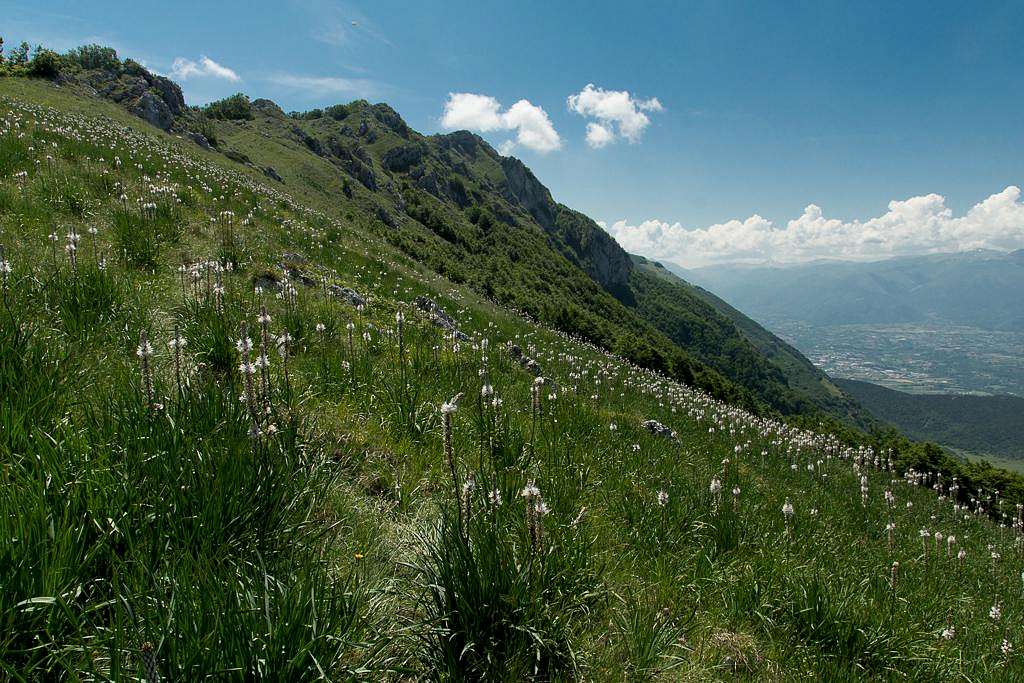 Asphodel meadow in front of Monte Rotondo