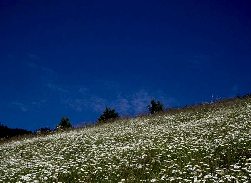 Blossoming fields on the way...