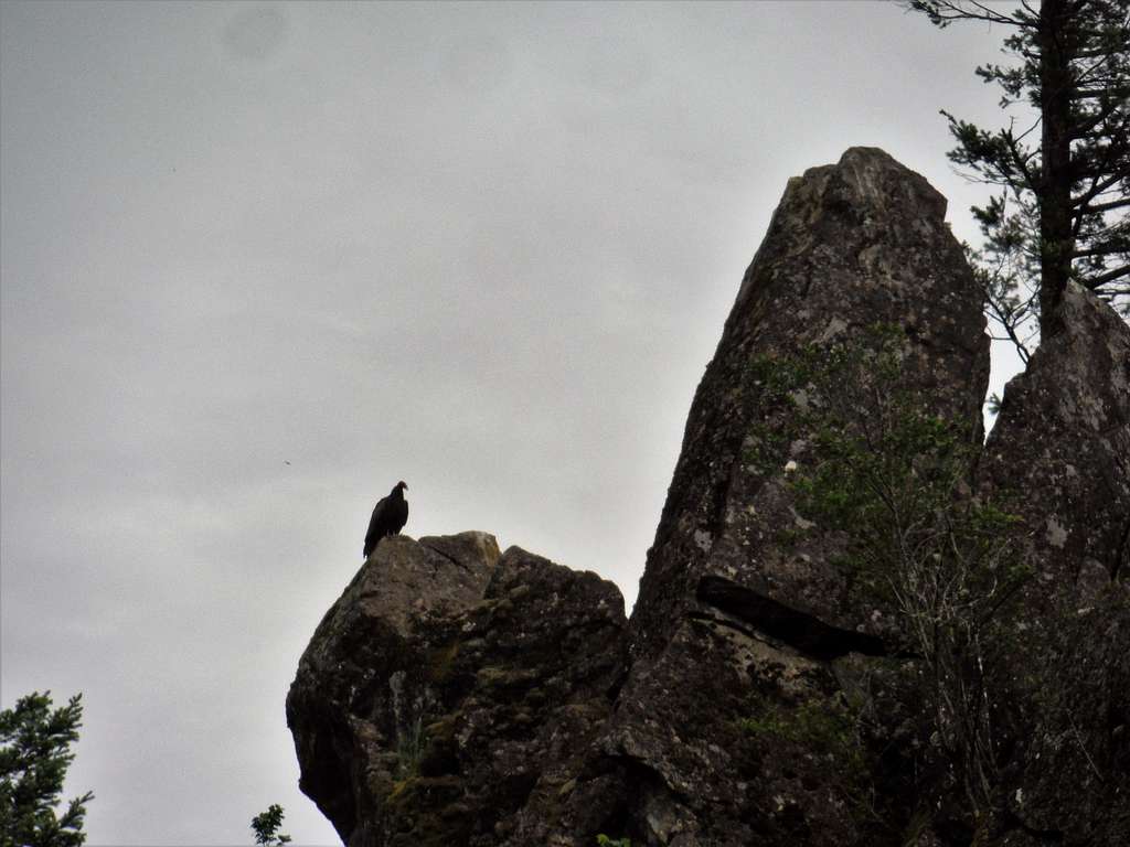 Eagle on the Rock