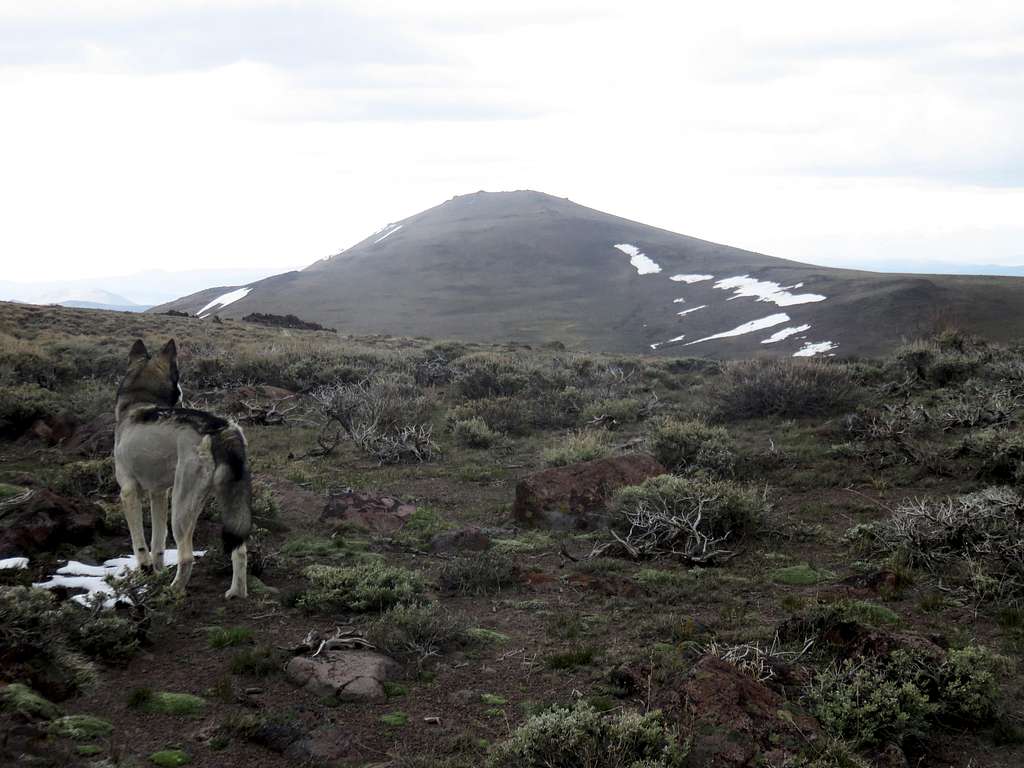 Espen dog staring at Bodie Mountain