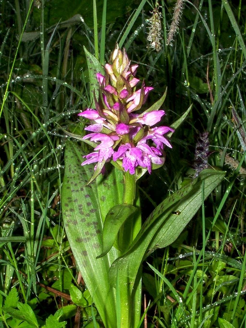 Early marsh-orchid