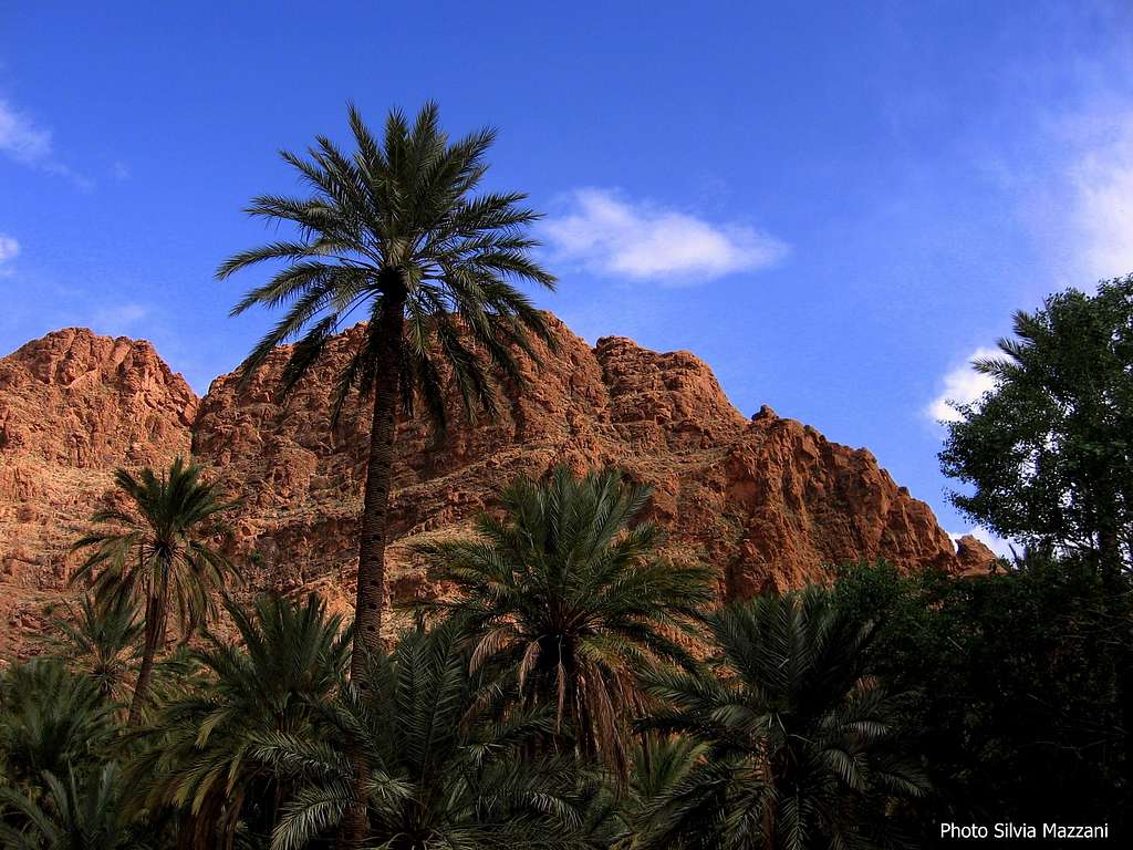 Palm grove just before Todra Gorge