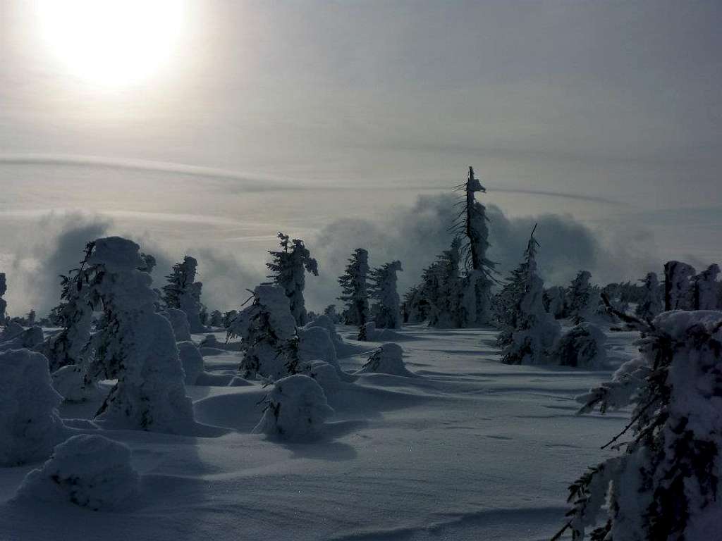 spruce in the mountains