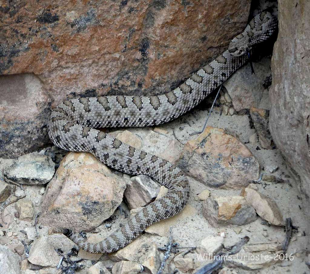 Faded Midget Rattlesnake
