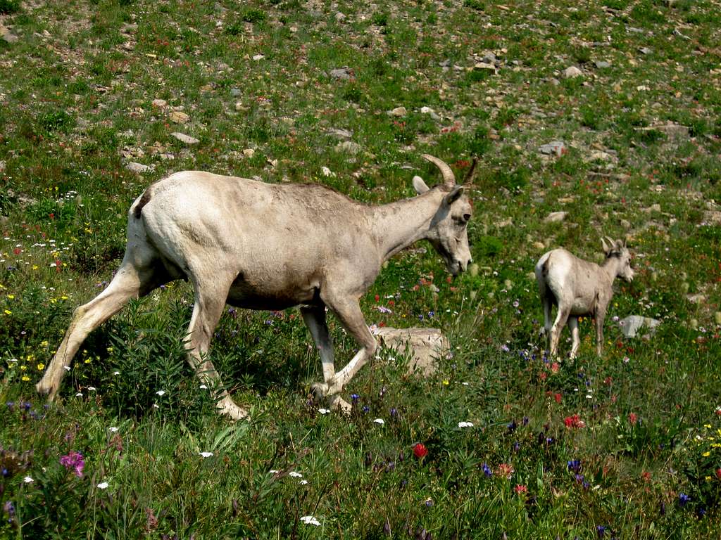Bighorn Ewe & Lamb