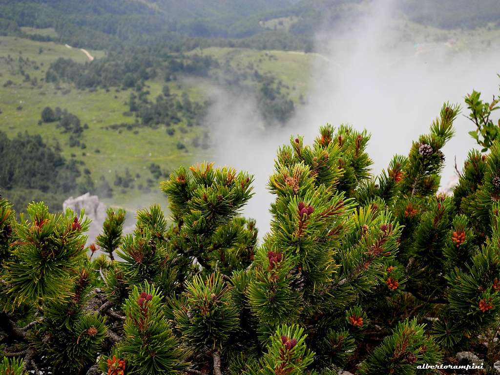 Wandering clouds and mountain dwarf pines, the typical Pasubio landscape