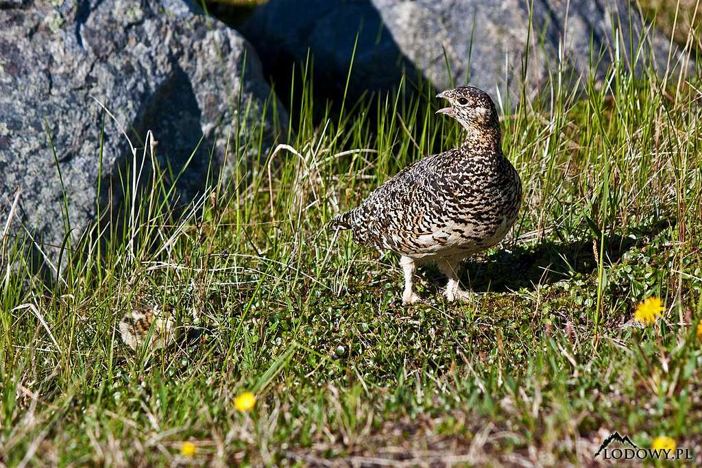 Rock ptarmigan of Tjaktja