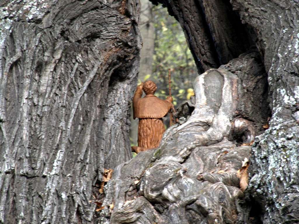 San Bernardo hidden in the Plout's magic tree 2015