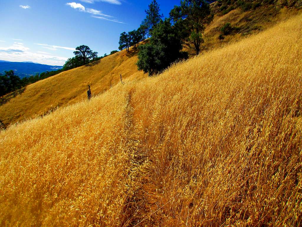 The Grassy Traverse was Mildly Unappealing