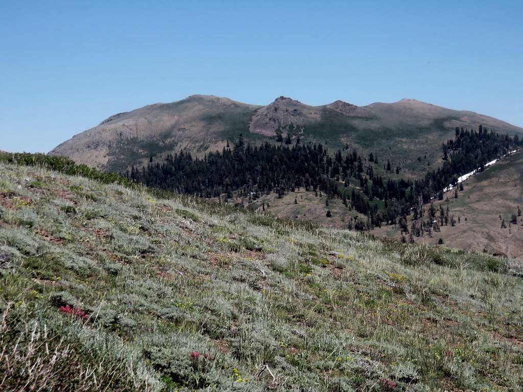 Markleeville Peak from the west