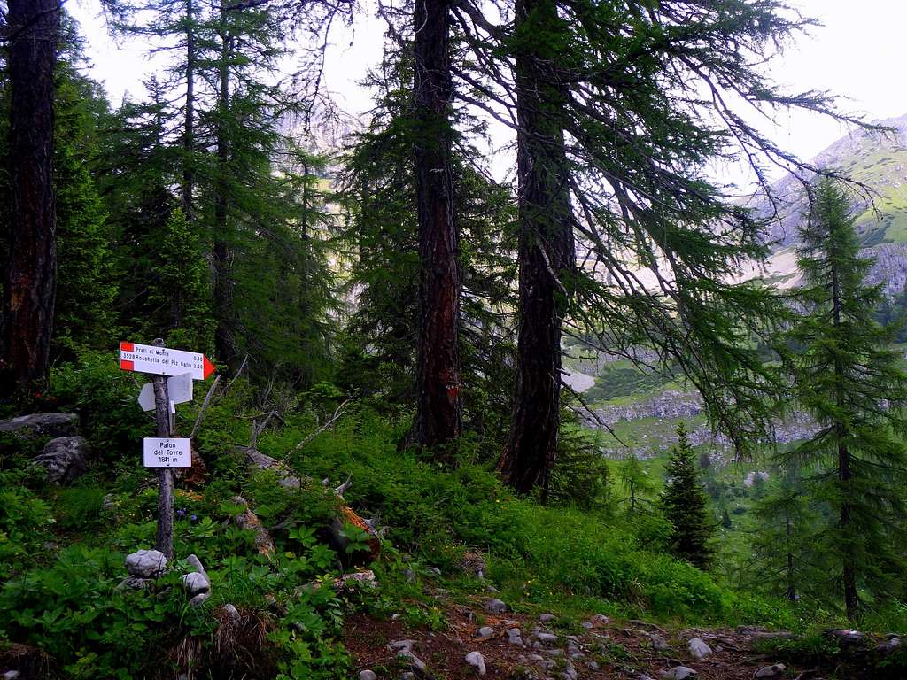 Firs and larches forest near Palòn di Tovre