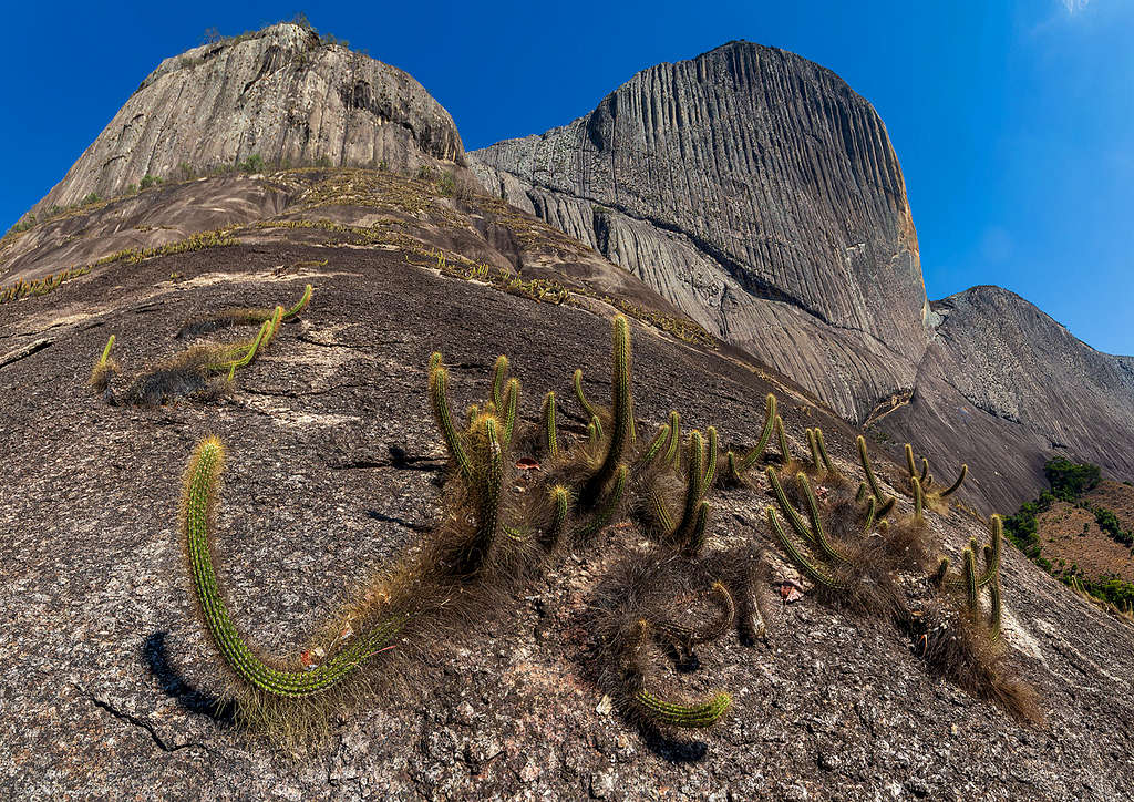 cactos