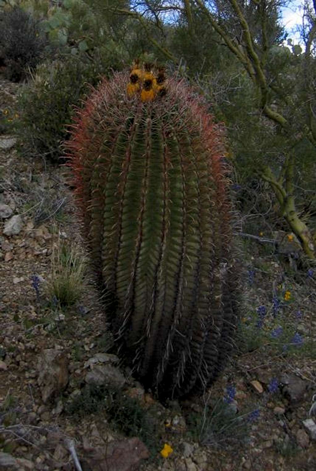 A budding barrel cactus near...