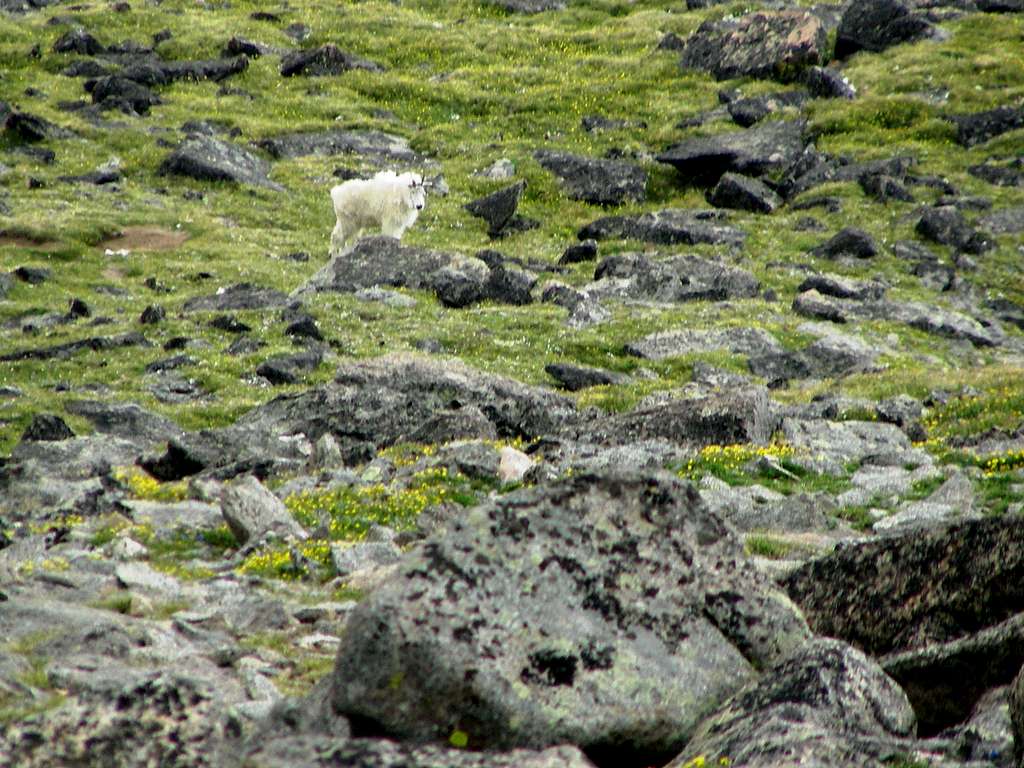 Mountain Goat on Silver Run Peak