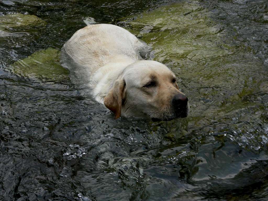 Sugar Cooling Off in Milly Creek - Crazy Mountains